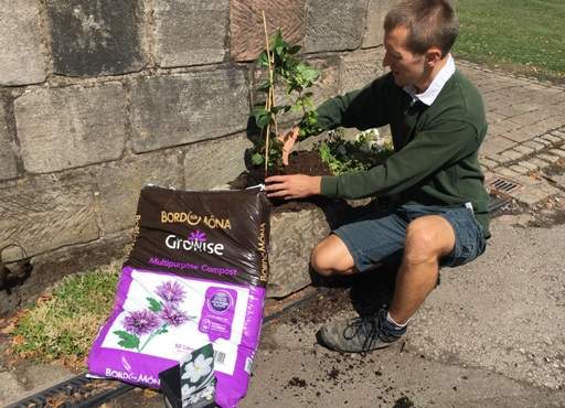 Planting clematis in pot by house